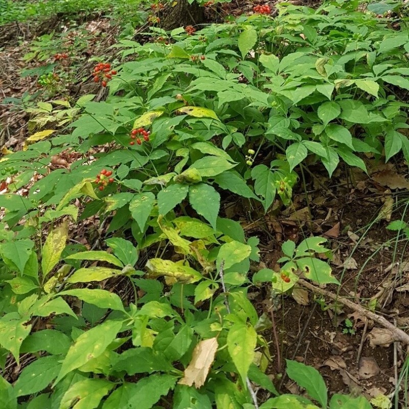 정자리 장터,강원도 인제 명품 산양산삼 1+1 특별 판매 5년근 산양삼 5뿌리 (총 10뿌리)