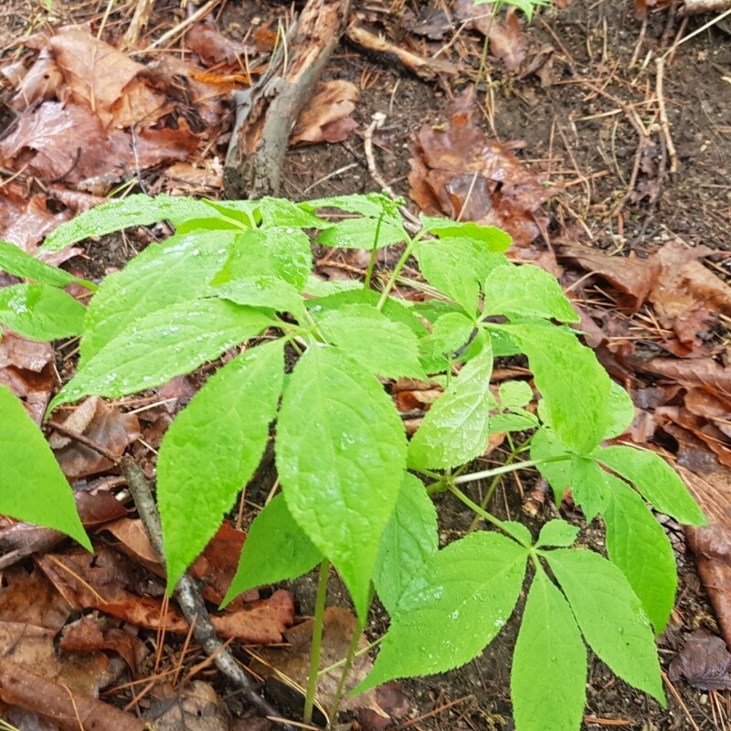 정자리 장터,강원도 인제 명품 산양산삼 1+1 특별 판매 5년근 산양삼 5뿌리 (총 10뿌리)